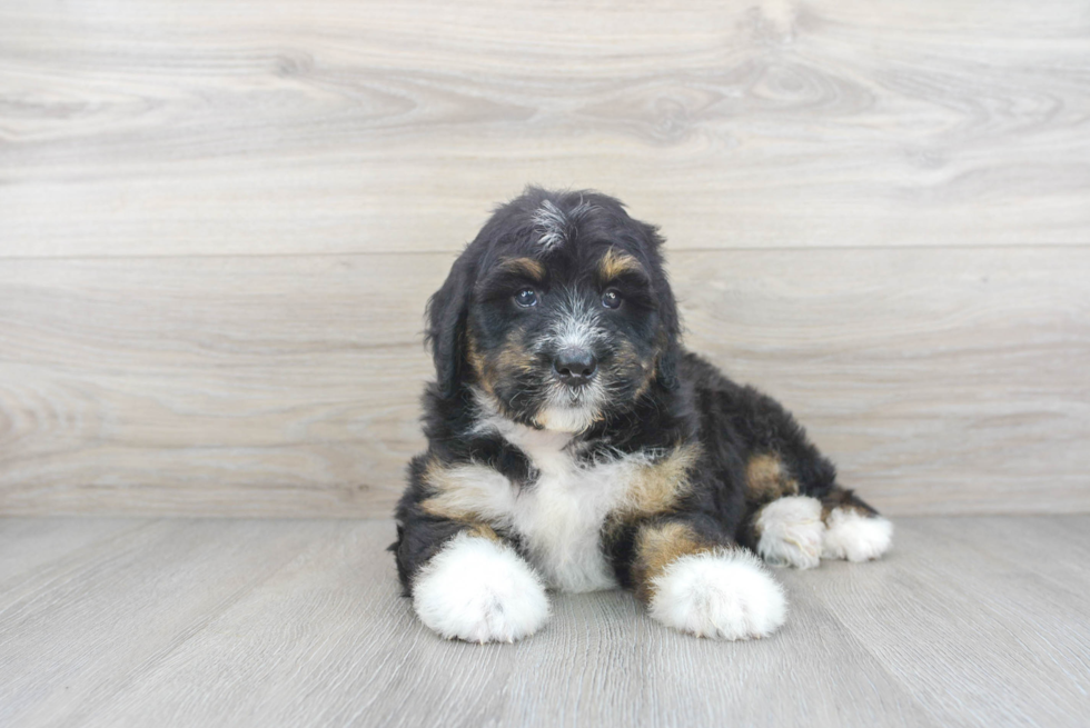 Adorable Mini Berniedoodle Poodle Mix Puppy