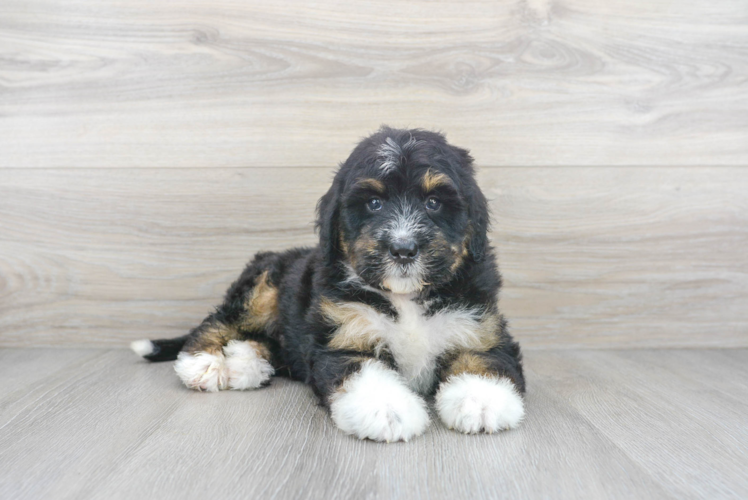 Best Mini Bernedoodle Baby