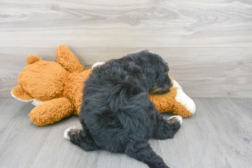 Mini Bernedoodle Pup Being Cute