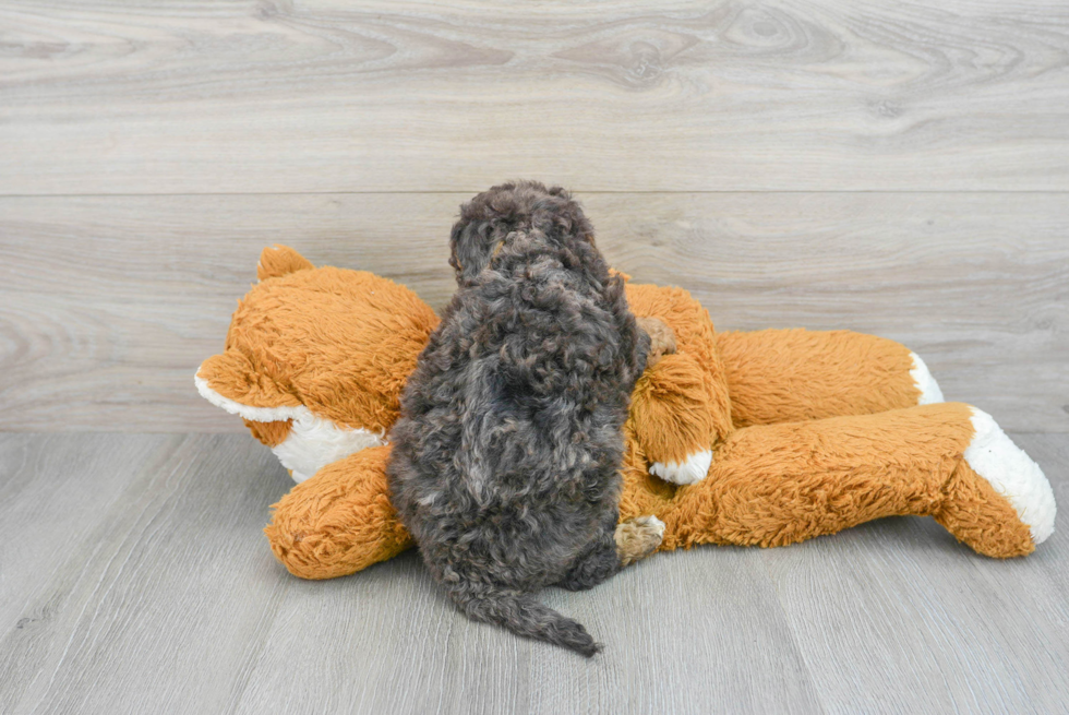 Best Mini Bernedoodle Baby