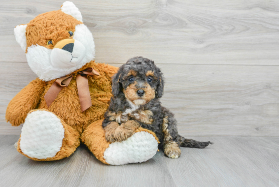 Small Mini Bernedoodle Baby