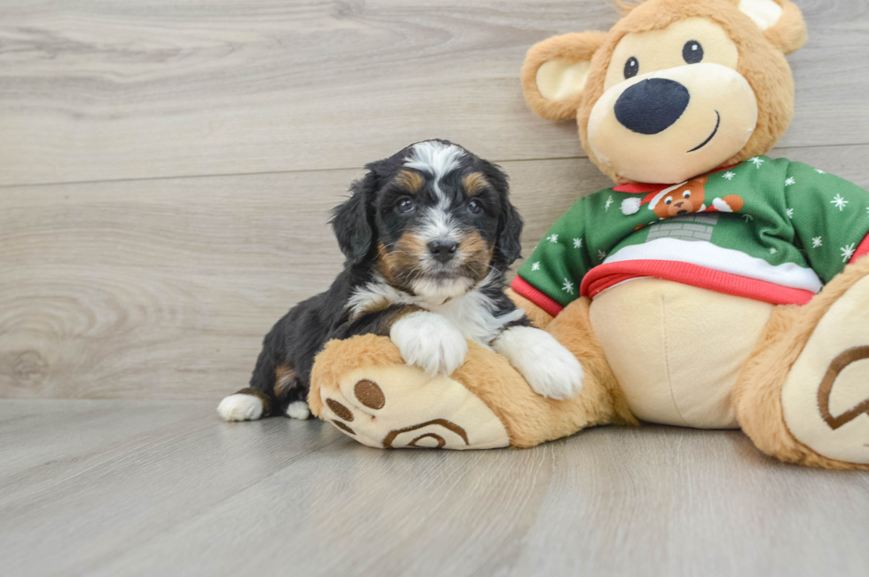 5 week old Mini Bernedoodle Puppy For Sale - Premier Pups