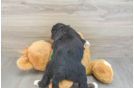 Small Mini Bernedoodle Baby