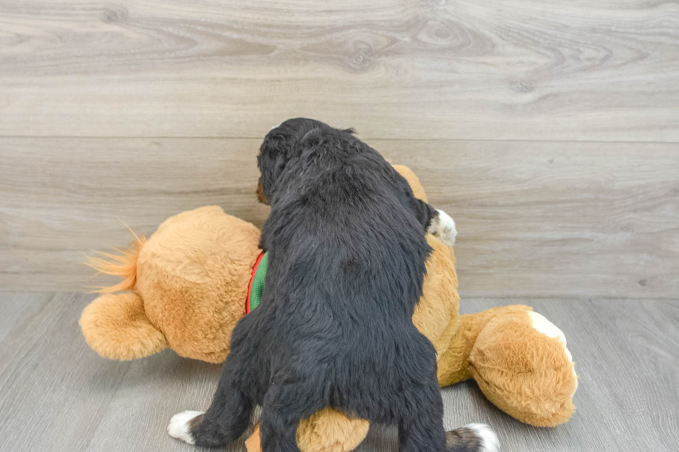 Small Mini Bernedoodle Baby