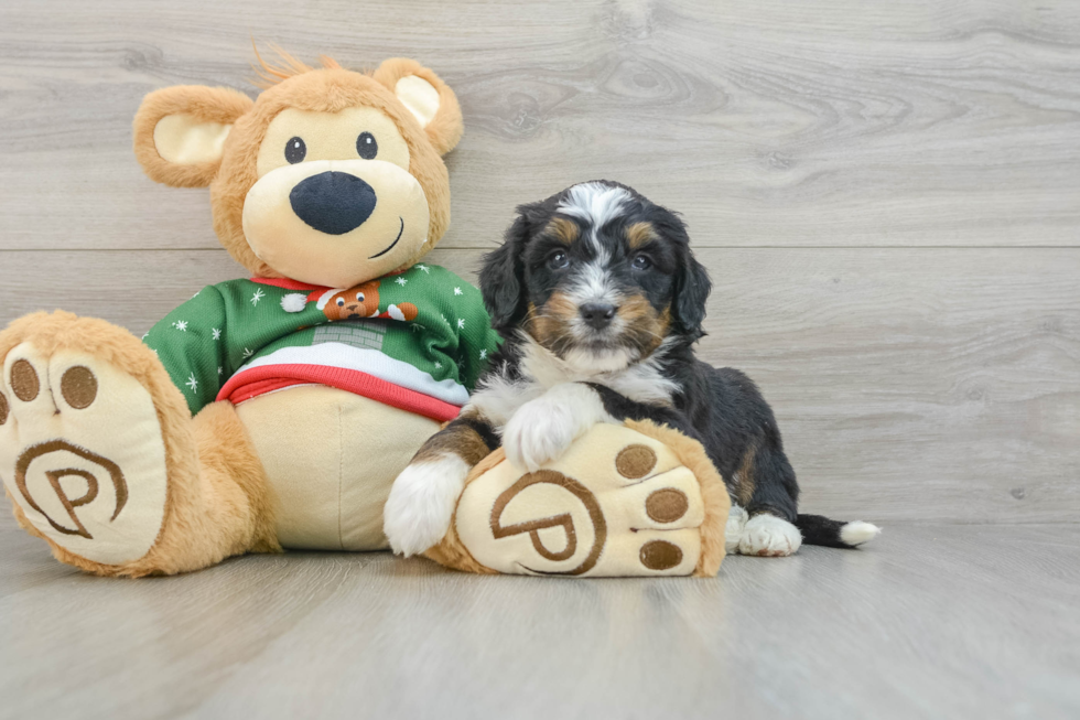 Petite Mini Bernedoodle Poodle Mix Pup