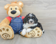 7 week old Mini Bernedoodle Puppy For Sale - Premier Pups