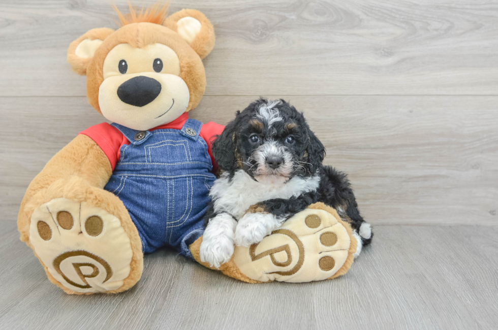 5 week old Mini Bernedoodle Puppy For Sale - Premier Pups