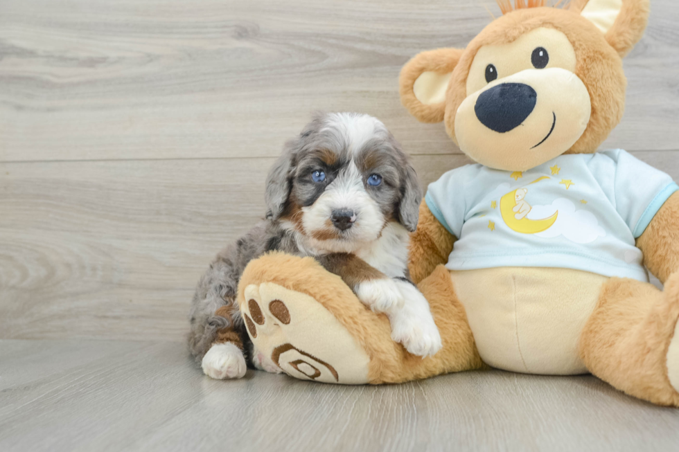 Mini Bernedoodle Pup Being Cute