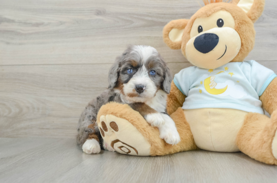 Mini Bernedoodle Pup Being Cute