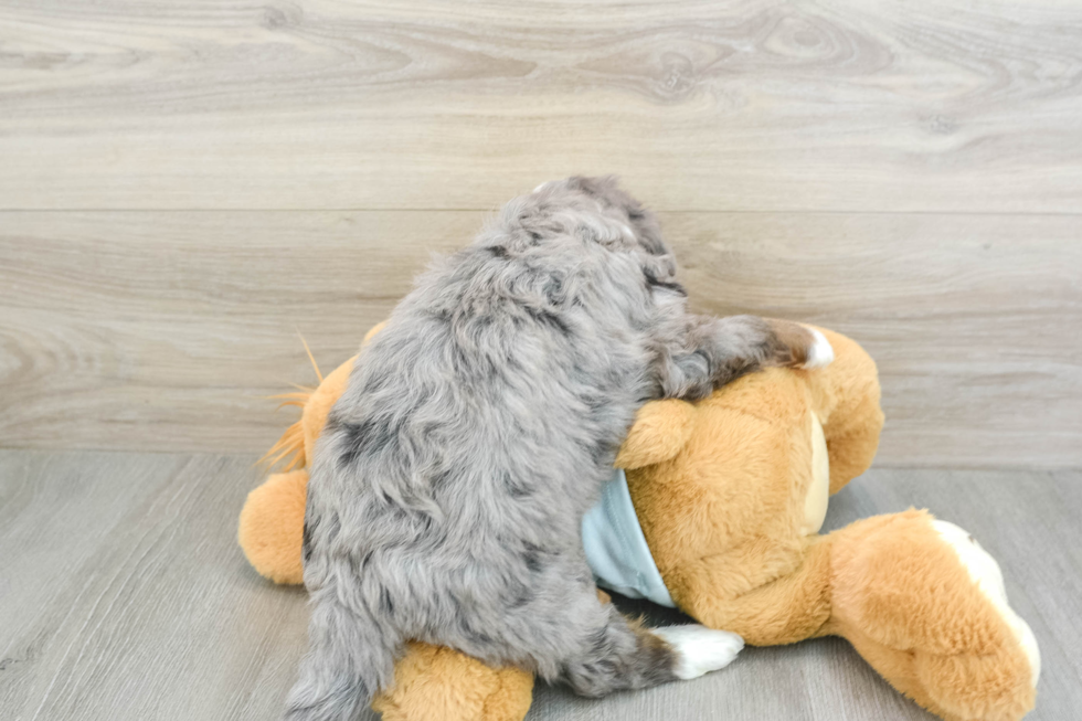 Sweet Mini Bernedoodle Baby