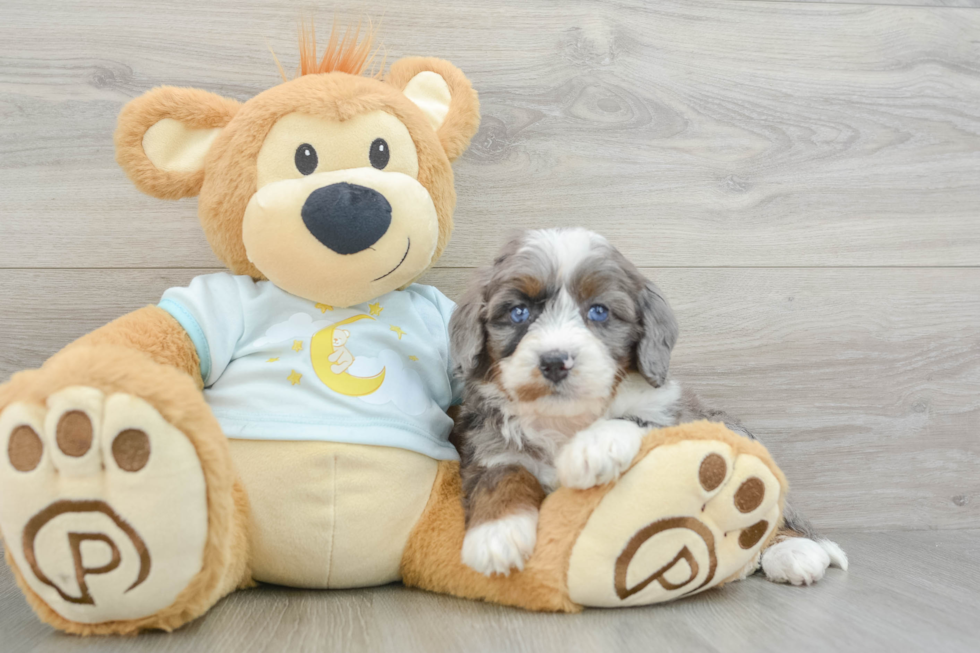 Smart Mini Bernedoodle Poodle Mix Pup