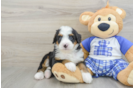 Sweet Mini Bernedoodle Baby