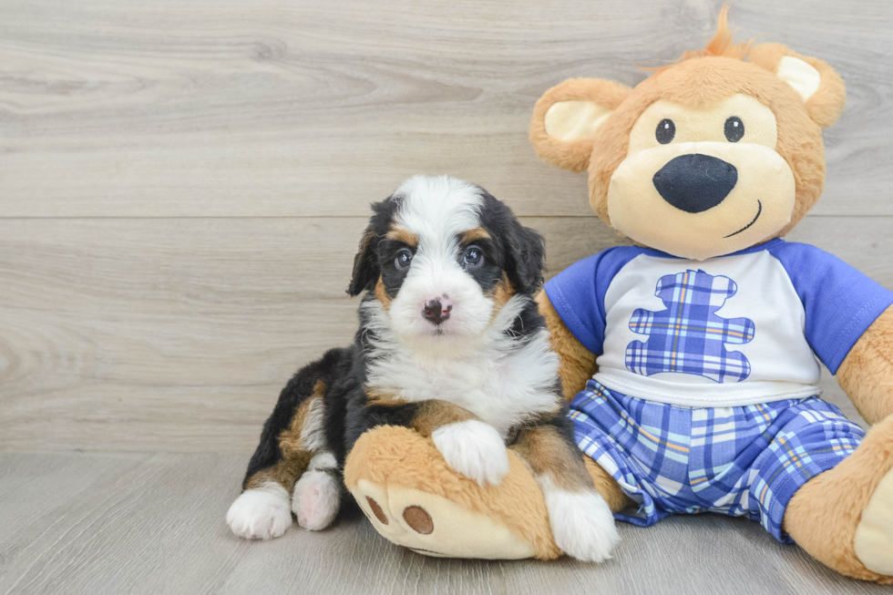 Sweet Mini Bernedoodle Baby