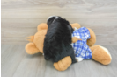 Best Mini Bernedoodle Baby