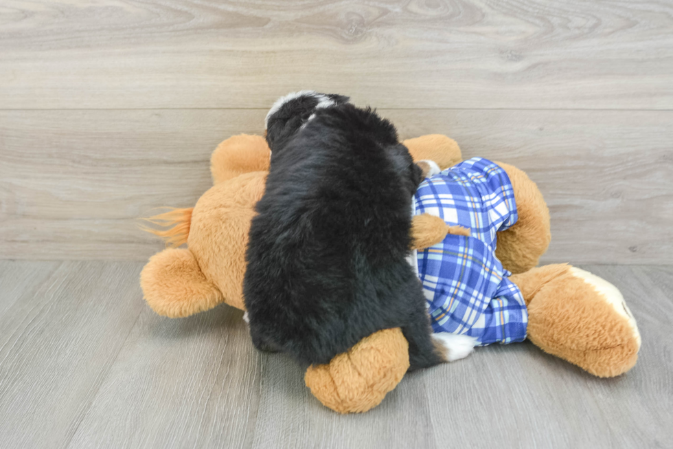 Best Mini Bernedoodle Baby