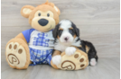 Mini Bernedoodle Puppy for Adoption