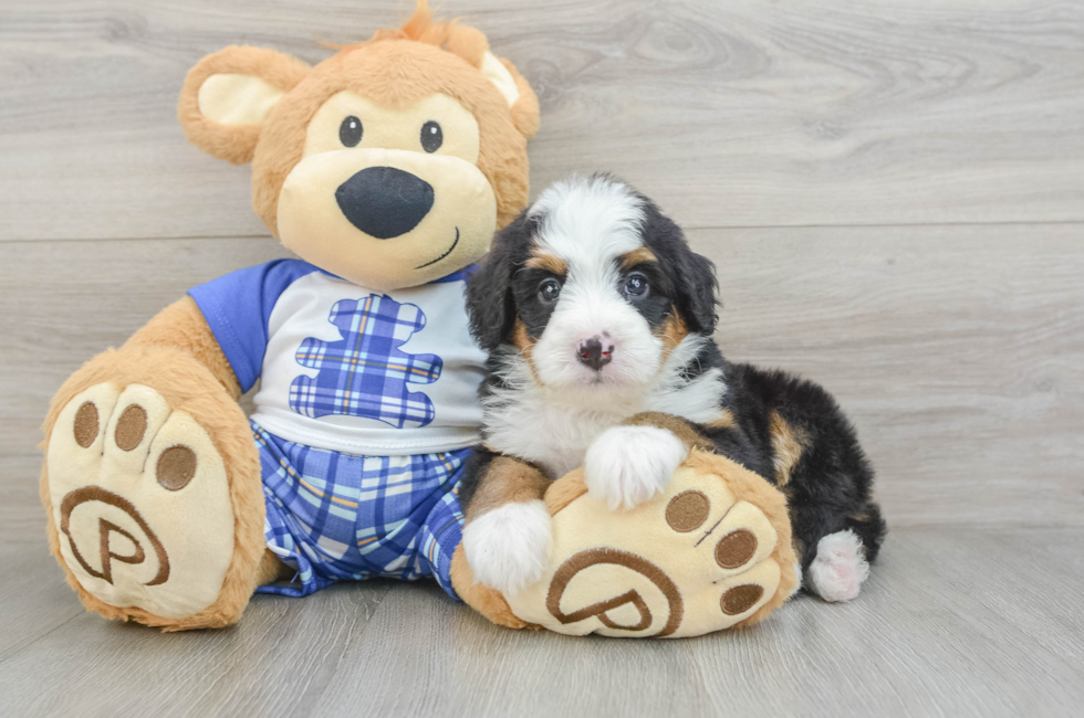 5 week old Mini Bernedoodle Puppy For Sale - Premier Pups