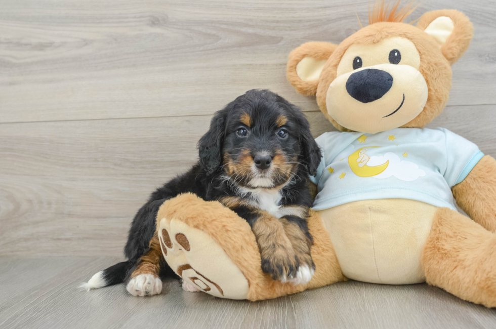 5 week old Mini Bernedoodle Puppy For Sale - Premier Pups