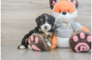 Mini Bernedoodle Puppy for Adoption