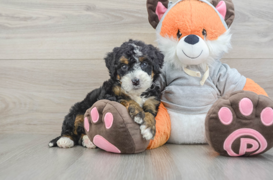 Mini Bernedoodle Puppy for Adoption
