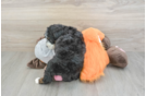 Best Mini Bernedoodle Baby