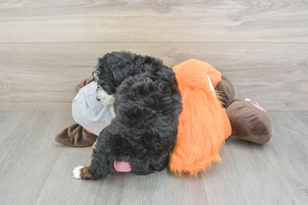 Best Mini Bernedoodle Baby
