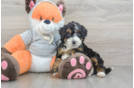 Popular Mini Bernedoodle Poodle Mix Pup