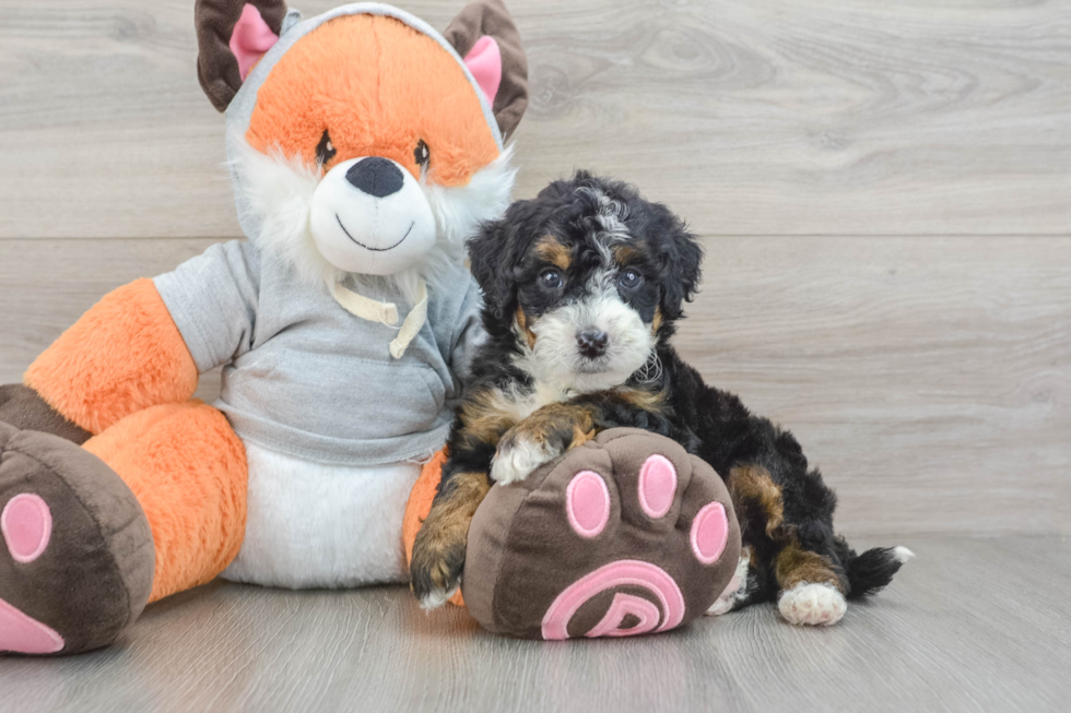 Popular Mini Bernedoodle Poodle Mix Pup