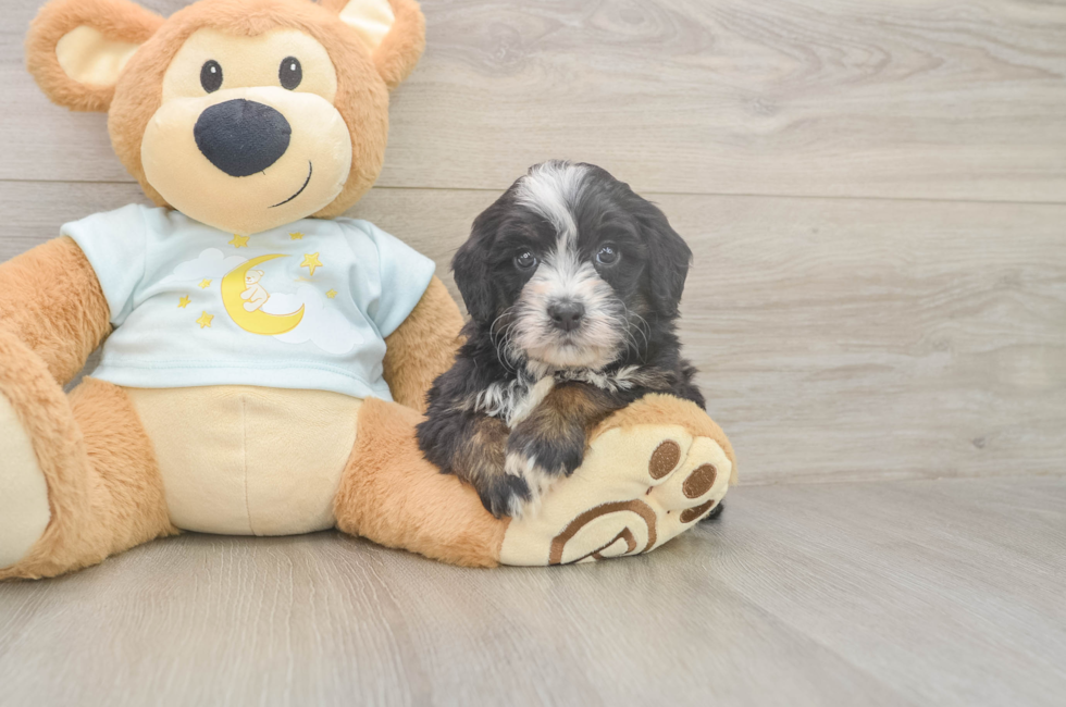 5 week old Mini Bernedoodle Puppy For Sale - Premier Pups