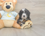 6 week old Mini Bernedoodle Puppy For Sale - Premier Pups 6 week old Mini Bernedoodle Puppy For Sale - Premier Pups
