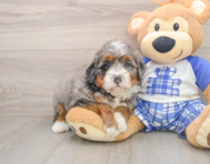 6 week old Mini Bernedoodle Puppy For Sale - Premier Pups