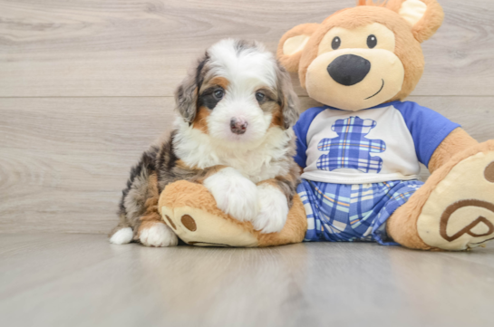Best Mini Bernedoodle Baby
