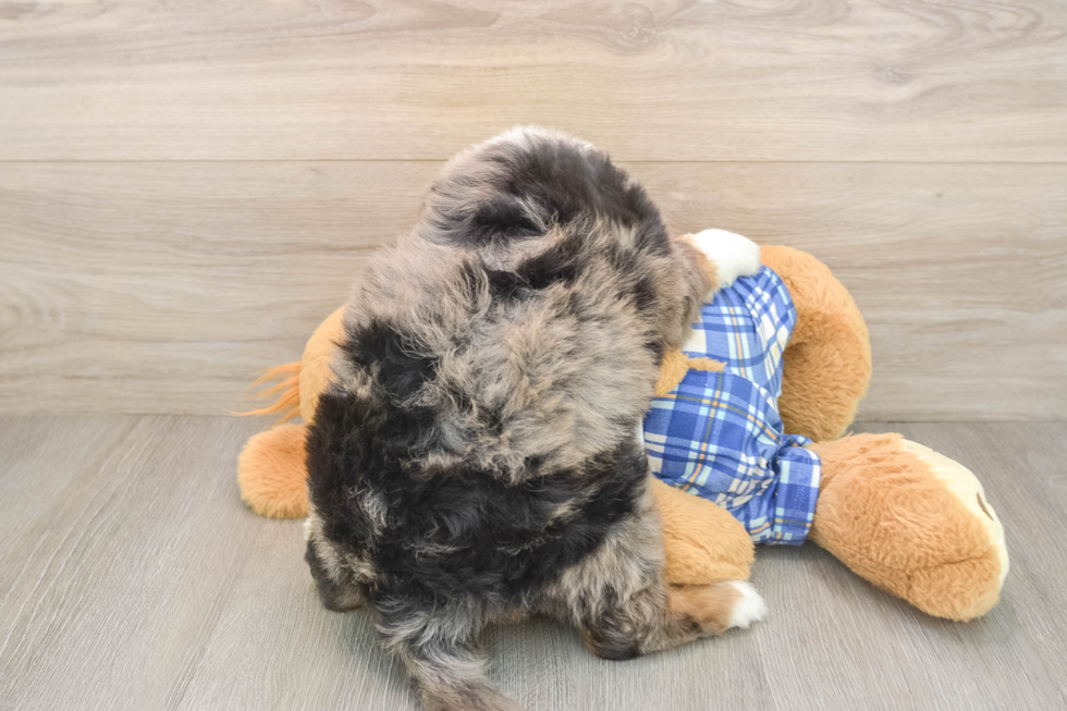 Fluffy Mini Bernedoodle Poodle Mix Pup