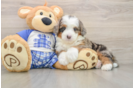 Small Mini Bernedoodle Baby