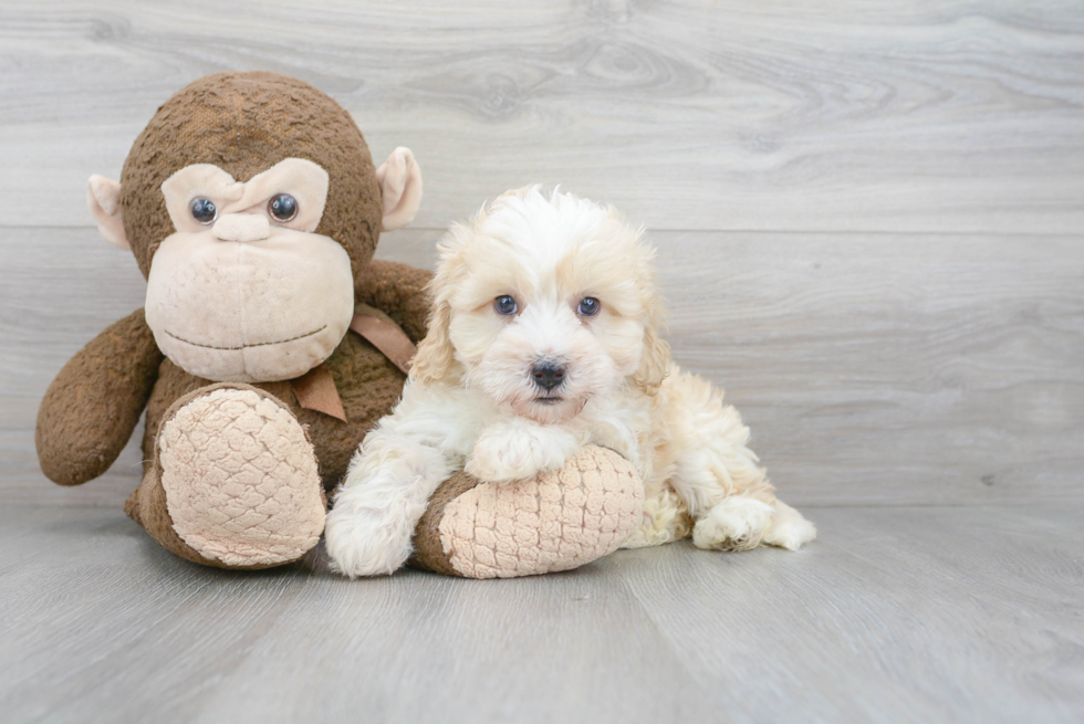 Hypoallergenic Bernadoodle Poodle Mix Puppy