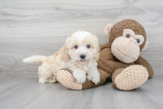 Fluffy Mini Bernedoodle Poodle Mix Pup