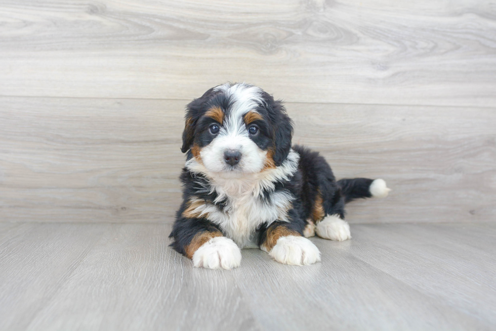 Fluffy Mini Bernedoodle Poodle Mix Pup