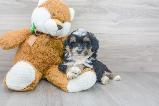 Little Bernadoodle Poodle Mix Puppy