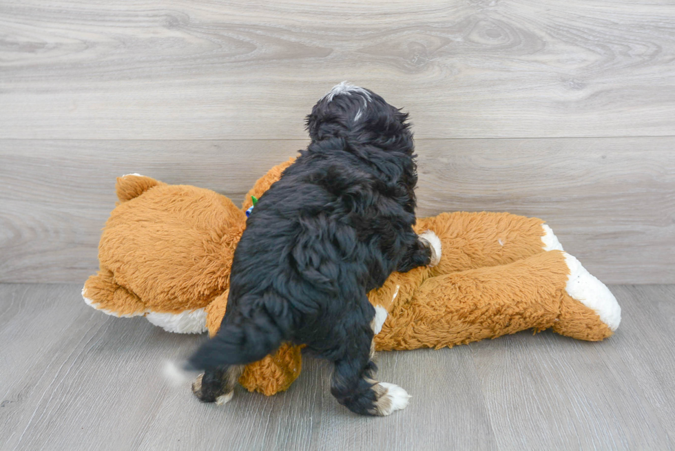 Mini Bernedoodle Pup Being Cute