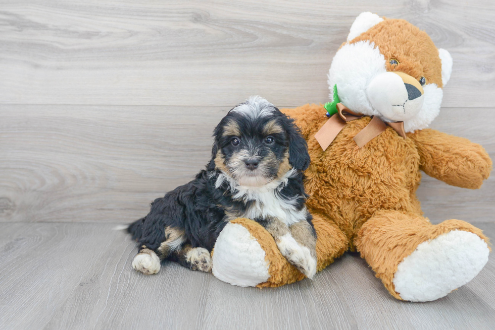 Popular Mini Bernedoodle Poodle Mix Pup