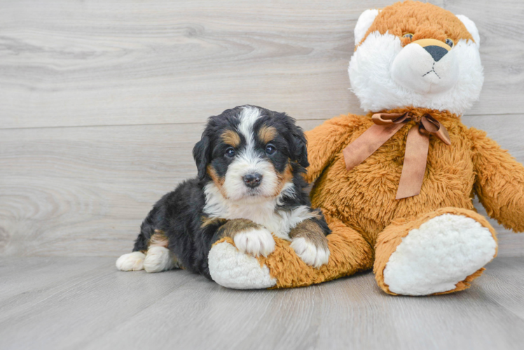 Playful Mini Berniedoodle Poodle Mix Puppy