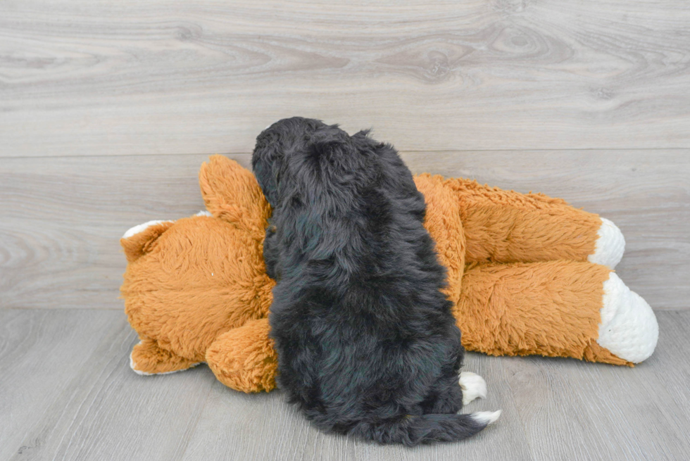 Mini Bernedoodle Puppy for Adoption