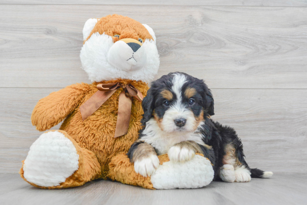 Happy Mini Bernedoodle Baby