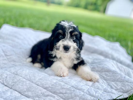 Funny Mini Bernedoodle Poodle Mix Pup