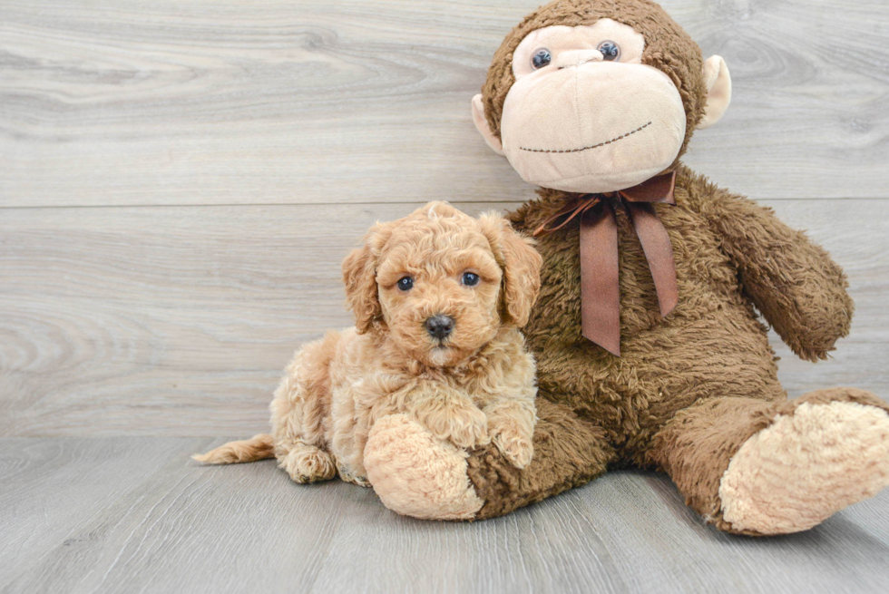 Popular Mini Bernedoodle Poodle Mix Pup