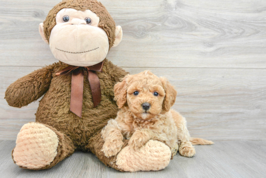 Playful Mini Berniedoodle Poodle Mix Puppy