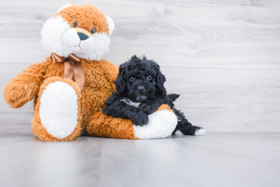 Mini Bernedoodle Puppy for Adoption