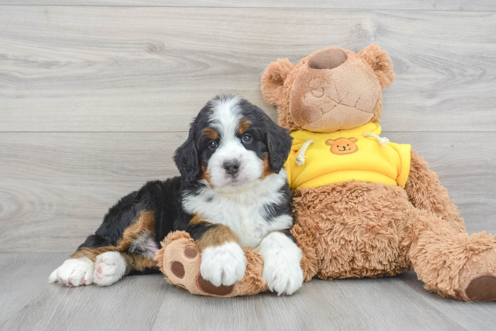 Energetic Bernadoodle Poodle Mix Puppy