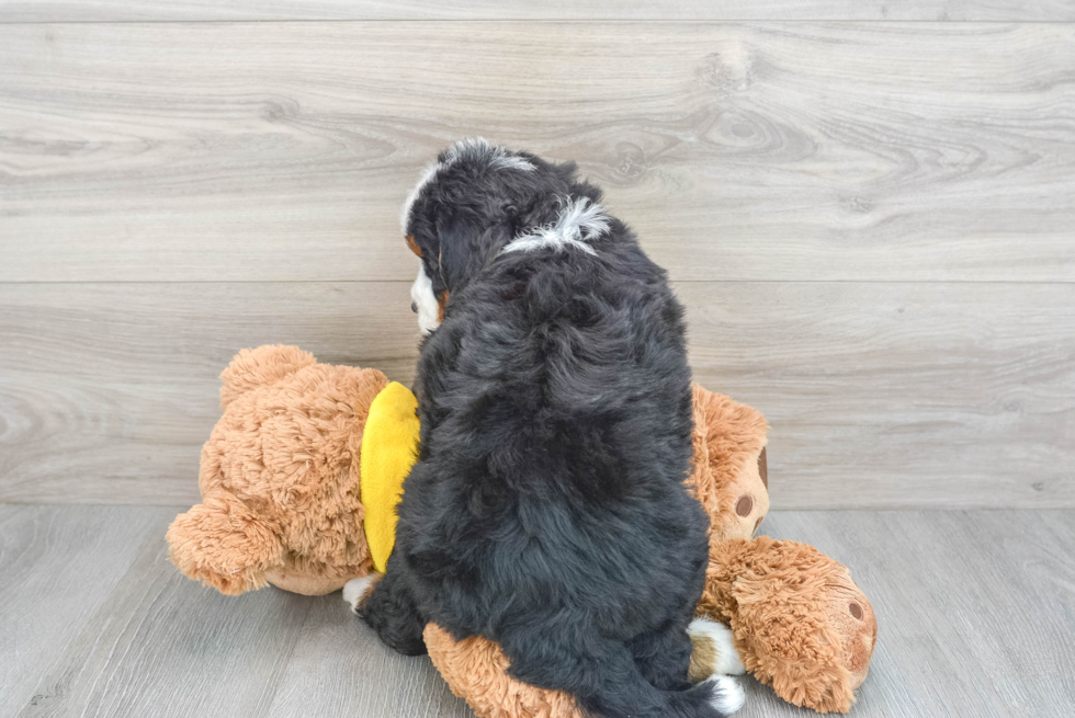 Friendly Mini Bernedoodle Baby