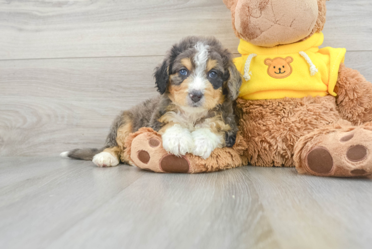 Mini Bernedoodle Puppy for Adoption